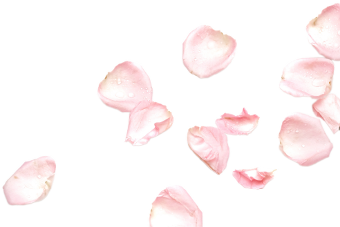 バラの花びら